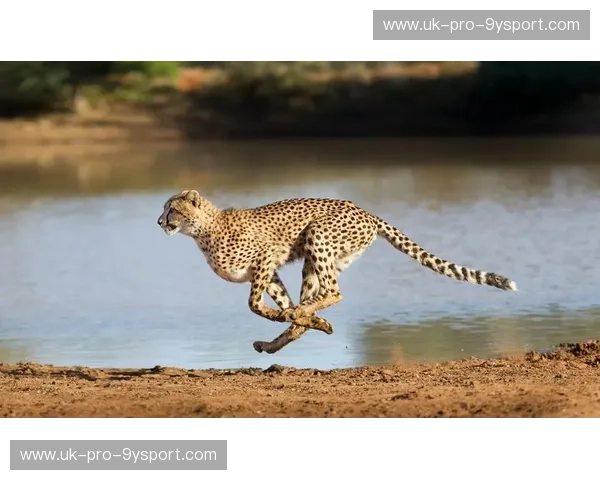 跨越经纬的碰撞：当中国长城遇见南非猎豹，一场关于硬度与灵魂的博弈